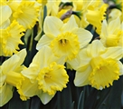 Narcissenactie