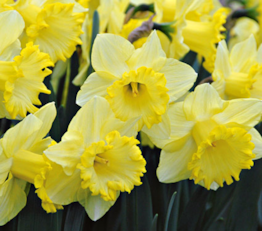 Narcissenactie